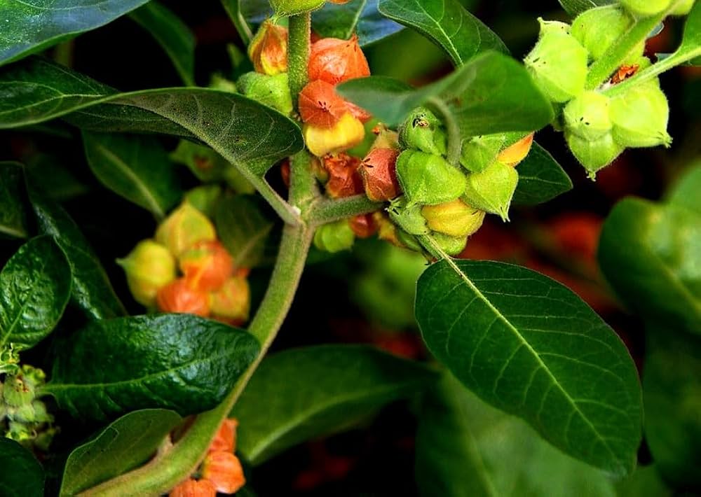 Green Withania Somnifera Flower seeds for Planting - Easy to Grow, Heirloom & GMO Free Seeds for Home Garden