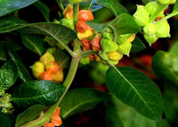 Green Withania Somnifera Flower seeds for Planting - Easy to Grow, Heirloom & GMO Free Seeds for Home Garden