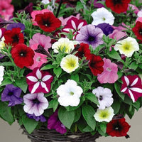 Petunia Seeds for Planting - Vibrant Flowers for Flower Bed & Urban Garden