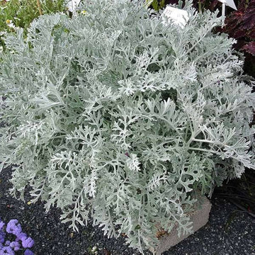 Gray Cineraria Dusty Flower seeds for Planting - Drought Tolerant, Heirloom & GMO Free Seeds for Home Garden