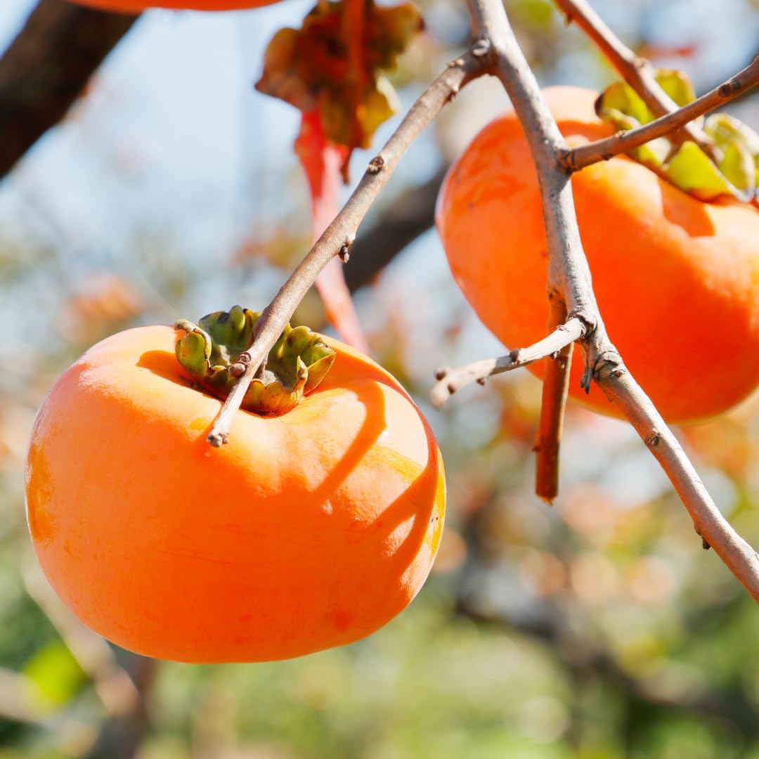 Red Diospyros Fruit Seeds for Planting - Grow Stunning Perennials
