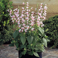 Salvia Nemorosa Summer Jewel Pink Seeds for Planting Cottage Garden Flower Pathways