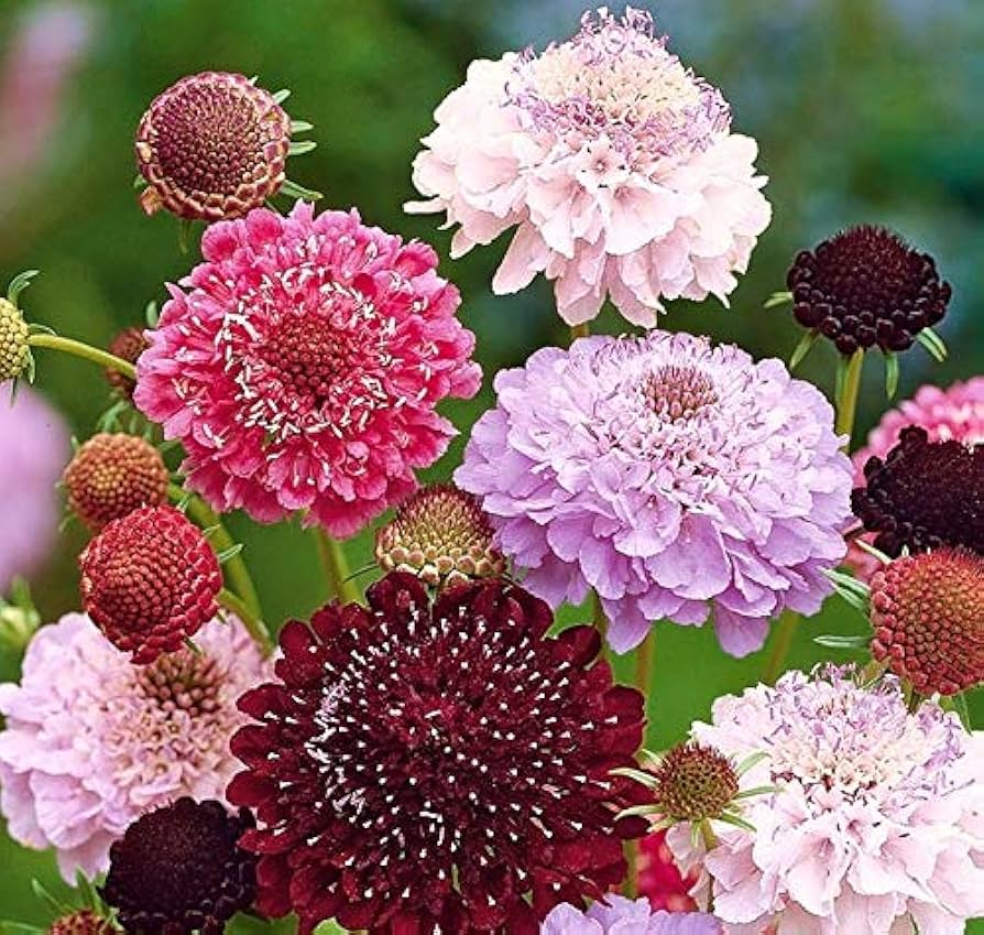 Pincushion Flower seeds for Planting Cottage Garden Essential Heirloom & GMO Free Seeds for Home Garden