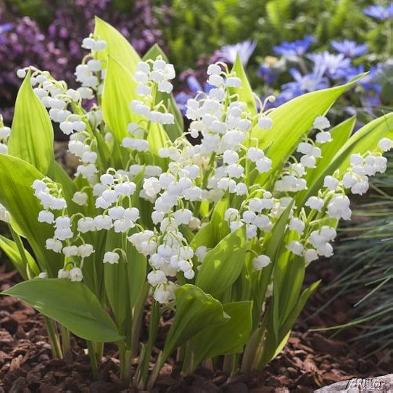White Coral Bells Flower Seeds Planting
