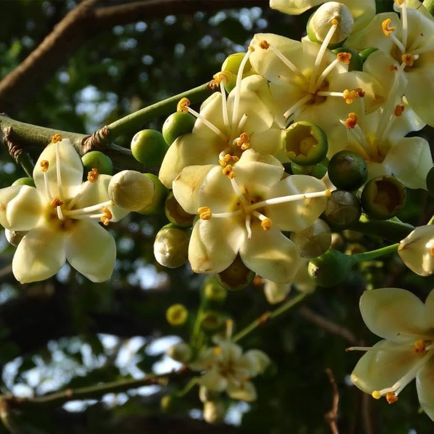 Green Ceiba Pentandra Flower Seeds for Planting  Create Stunning Tropical Gardens