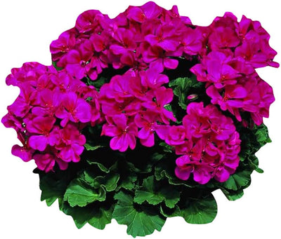 100 Pcs