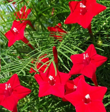 Red Cypress Flower seeds for Planting - Long Bloom Season, Heirloom & GMO Free Seeds for Home Garden