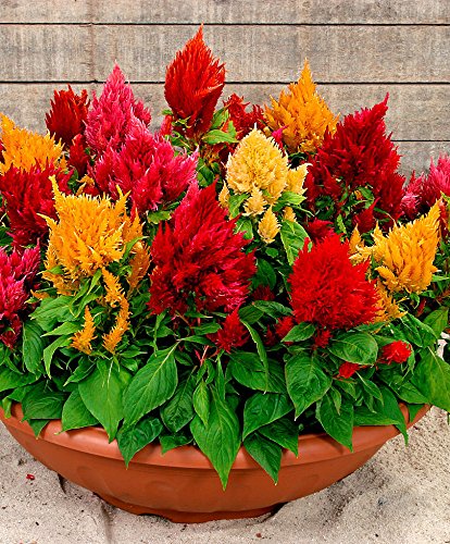 Mixed Celosia blooms displaying vibrant colors and unique textures.