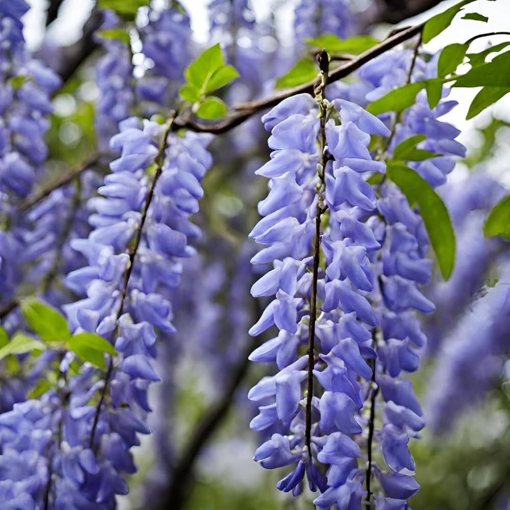 Wisteria Plant Seeds for Vibrant Garden Beautiful Outdoor Spaces - Wisteria Seeds