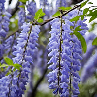 Wisteria Plant Seeds for Vibrant Garden Beautiful Outdoor Spaces - Wisteria Seeds