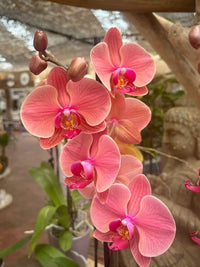 Peach Phalaenopsis Orchid Flower seeds for Planting - Perfect for Borders, Heirloom & GMO Free Seeds for Home Garden