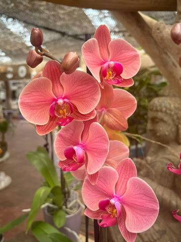 Peach Phalaenopsis Orchid Flower seeds for Planting - Perfect for Borders, Heirloom & GMO Free Seeds for Home Garden