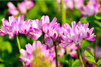 Pink Astragalus Sinicus Flower Seeds for Planting | Beautiful Annual Blooms | Easy to Grow Garden Seeds