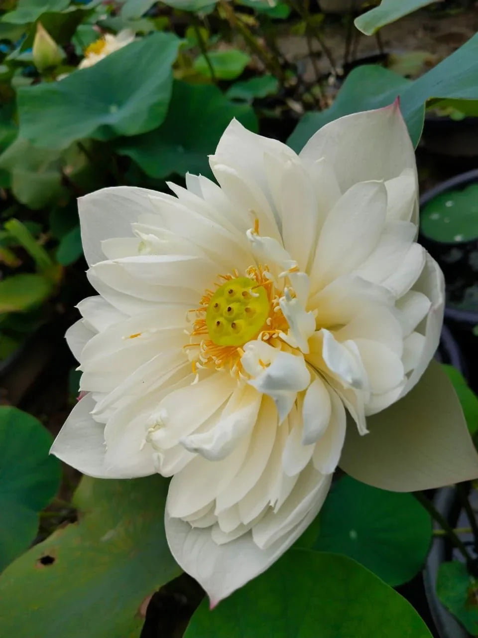 White Lotus seeds for planting in ponds and water gardens