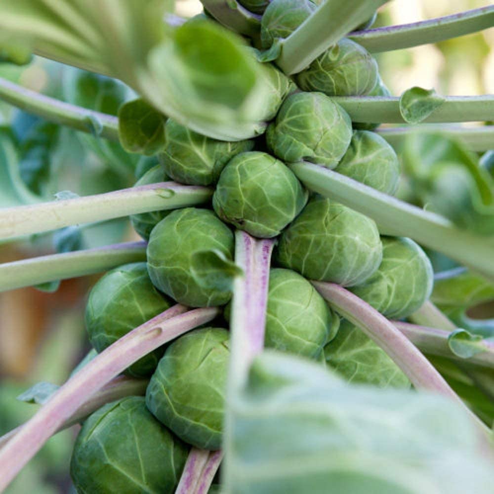 Brussels Sprouts Churchill heirloom vegetable seeds for planting