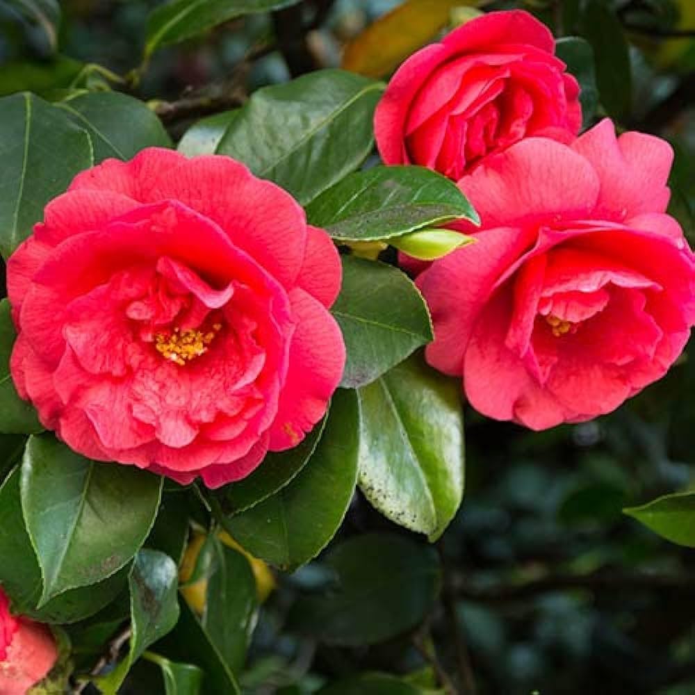 Pink Orange Camellia Flower seeds for Planting - Low Maintenance, Heirloom & GMO Free Seeds for Home Garden