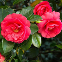 Pink Orange Camellia Flower seeds for Planting - Low Maintenance, Heirloom & GMO Free Seeds for Home Garden