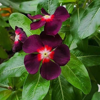 Purple Periwinkle Flower seeds for Planting Easy to Grow Heirloom & GMO Free Seeds for Home Garden 
 
 Sale