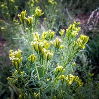 Yellow Tagetes Minuta Flower seeds for Planting - Drought Tolerant, Heirloom & GMO Free Seeds for Home Garden
 
 Sale seeds for home garden