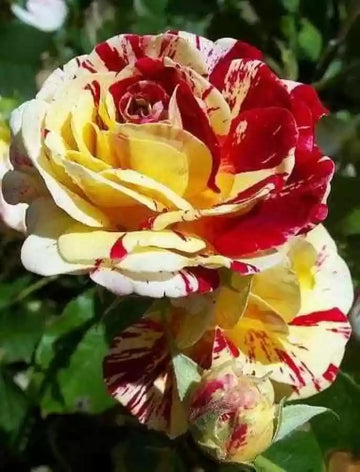 Multi Rose Flower seeds for Planting - Perfect for Borders, Heirloom & GMO Free Seeds for Home Garden  S