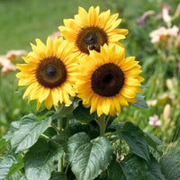 French Dwarf Sunflower for planting in flower bed