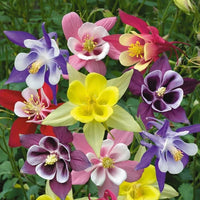 Amaryllis Flower Seeds for Indoor Garden
