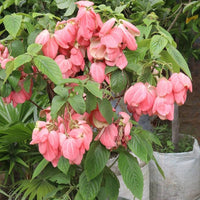 Philippica Flower seeds for Planting Cottage Garden Essential Heirloom & GMO Free Seeds for Home Garden