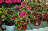 Green Pink Coleus Flower seeds for Planting Colorful Display Heirloom & GMO Free Seeds for Home Garden