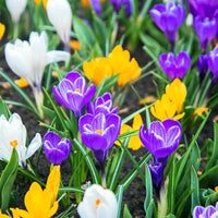 Ornamental Crocus Bulbs Mix for colorful garden planting
