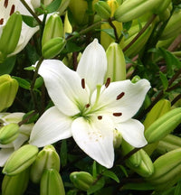 Lily Lilium spp Flower Seeds for Planting in Flower Bed and Garden