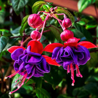 Red Violet Fuchsia Hybrida Seeds Shade Tolerant Heirloom & GMO Free Seeds for Home Garden
 
 Sale