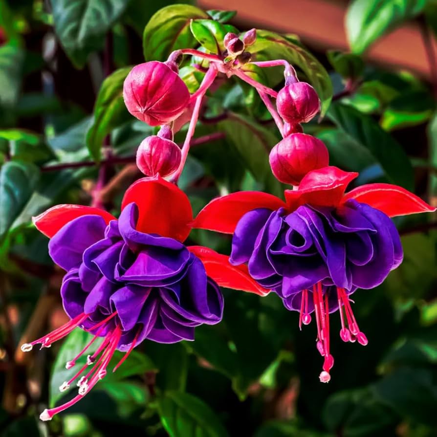 Pink Fuchsia Flower seeds for Planting - Pollinator Friendly, Heirloom & GMO Free Seeds for Home Garden