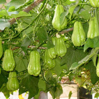 Chayote vegetable vine thriving in a small home garden space.