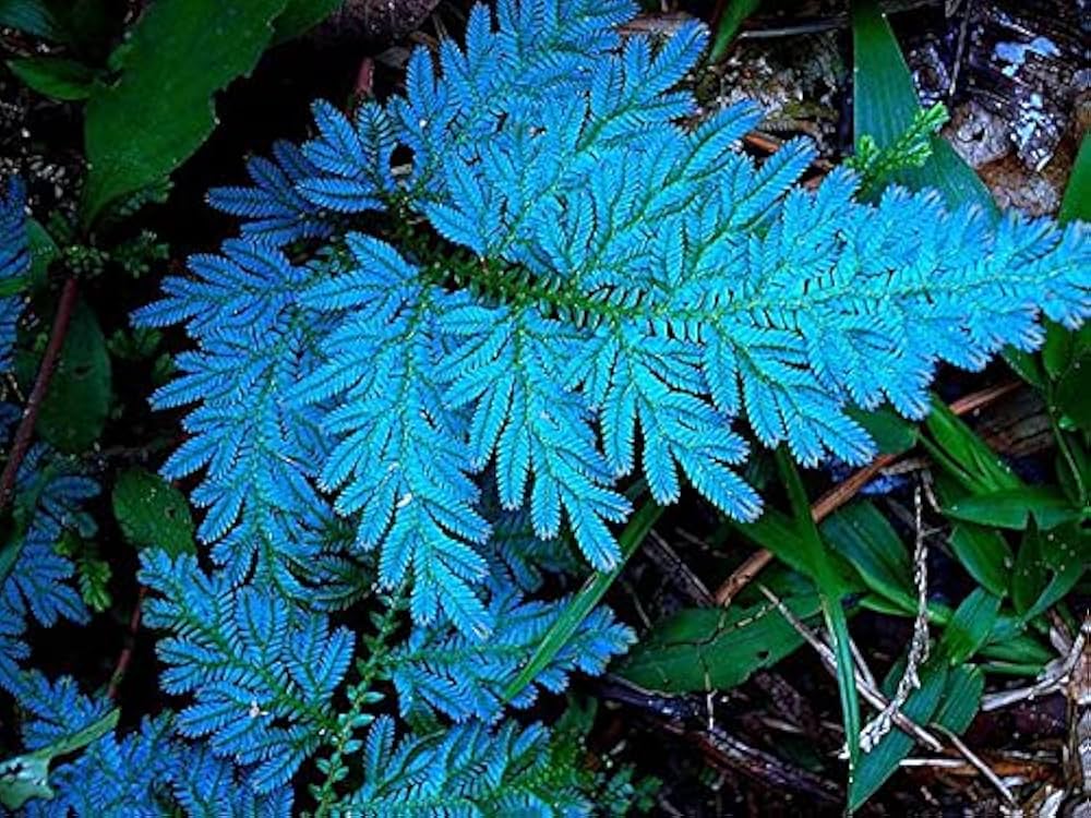 Blue Fern for Planting heirloom & Non GMO Seeds Colorful Display Heirloom & GMO Free Seeds for Home Garden
 
 Sale