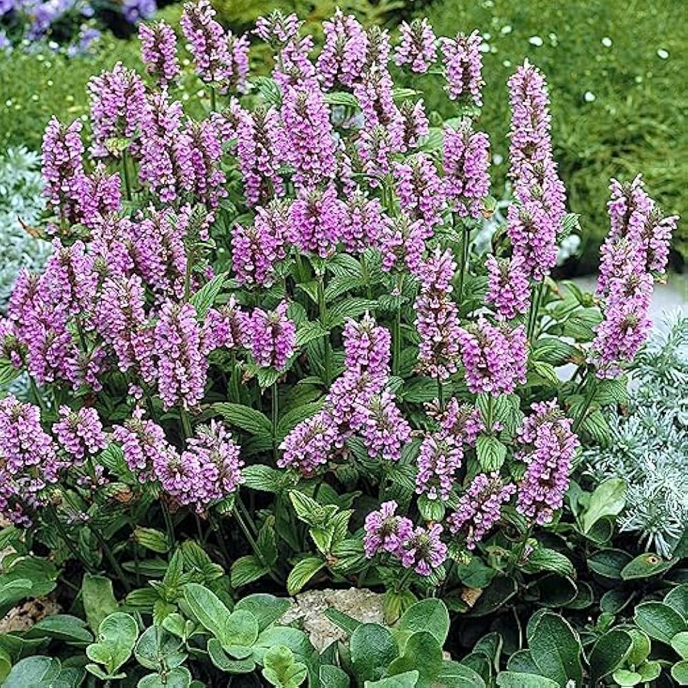 Nepeta Parnassica Flower seeds for Planting - Bright Blooms, Heirloom & GMO Free Seeds for Home Garden