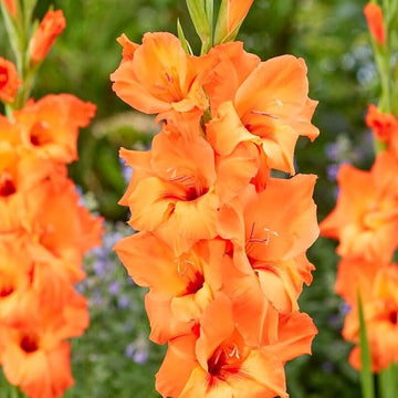 Gladiolus Yellow Orange Flower seeds for Planting - Cut Flower Favorite, Heirloom & GMO Free Seeds for Home Garden