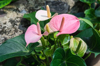 Pale Pink Anthurium Andraeanu Seeds for Planting - Vibrant Blooms for Your Garden