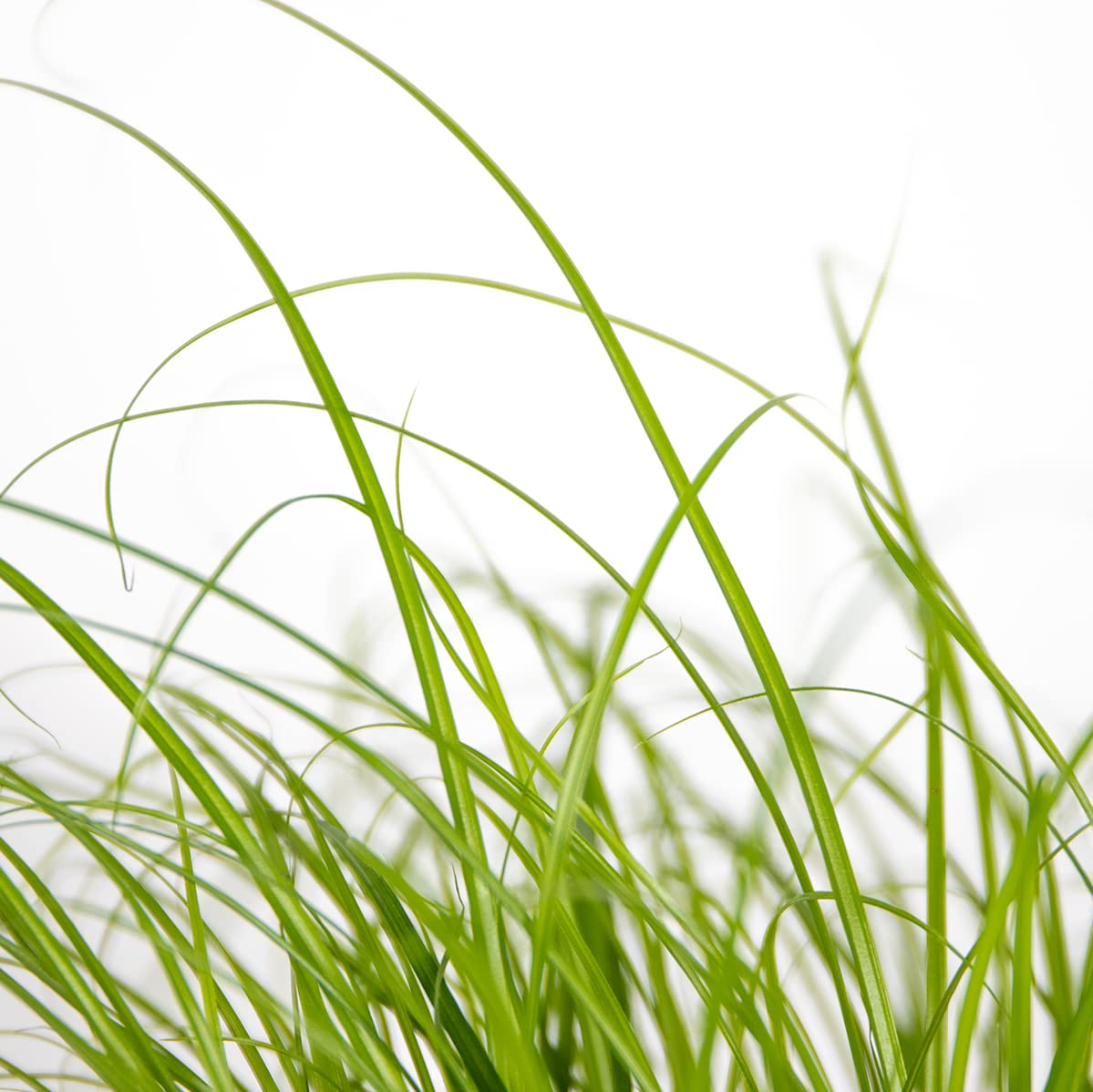 Fresh green cat grass growing in a decorative indoor planter.
