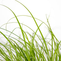 Fresh green cat grass growing in a decorative indoor planter.