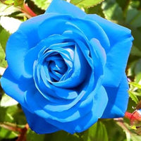 Sky Blue Climbing Rose Flower seeds for Planting - Long Bloom Season, Heirloom & GMO Free Seeds for Home Garden