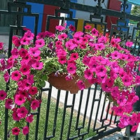 Rose Pink Petunia Hybrida Hanging Flower Seeds for Planting Heirloom NONGMO Seeds for Beautiful Gardens Vibrant Colors 
 
 Sale