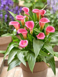Elegant white Peace Lily blooms surrounded by glossy green foliage.