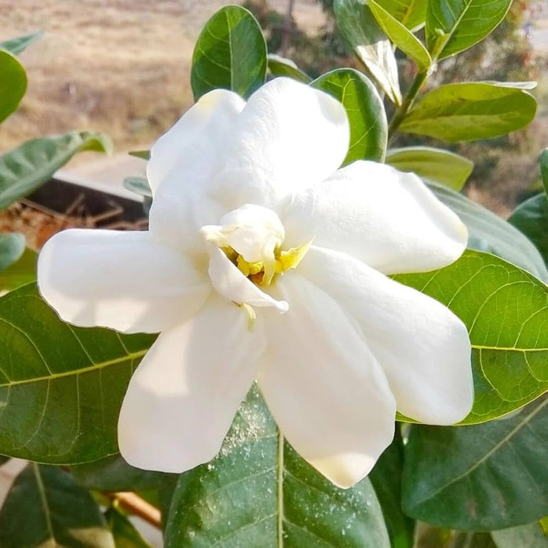 White Jasminoides Flower seeds for Planting - Hardy Variety, Heirloom & GMO Free Seeds for Home Garden