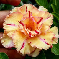 Orange Yellow Adenium Flower seeds for Planting - Colorful Display, Heirloom & GMO Free Seeds for Home Garden