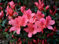 Pink Royal Azalea Rhododendron Schlipper Bushi Shrub Flower Seeds