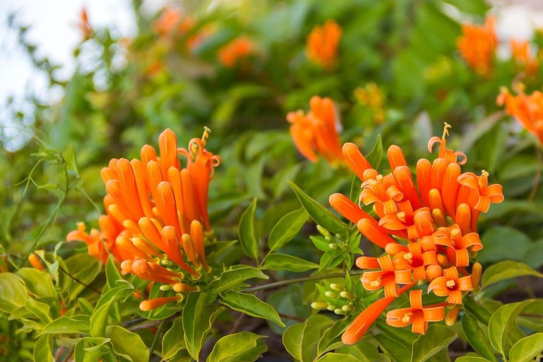 Light (Light Orange) seeds for planting in home garden