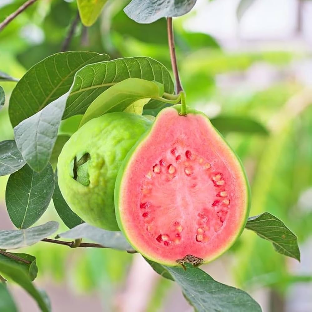 Pink Guava fruit tree growing in a garden container under sunlight