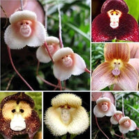 Heirloom Peach Monkey Face Orchid Seeds Flower seeds for Planting Drought Tolerant Heirloom & GMO Free Seeds for Home Garden 
 
 Sale