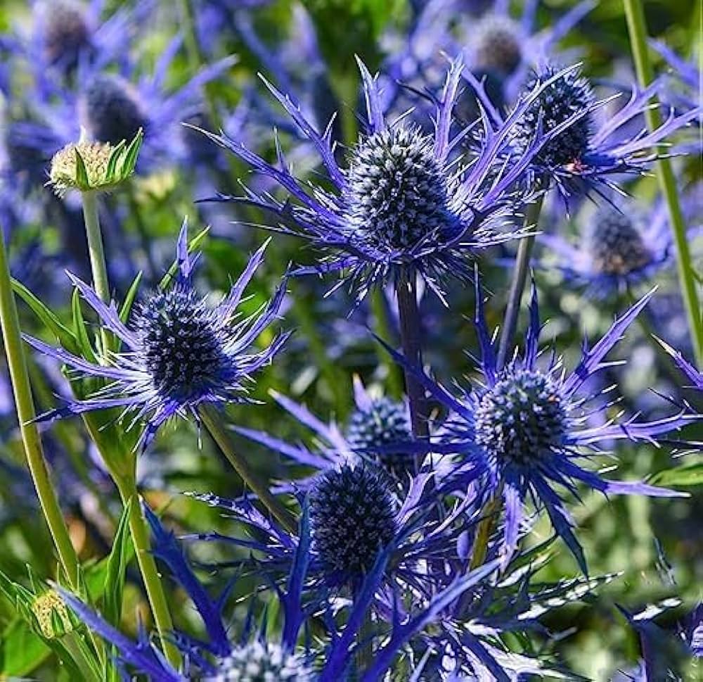 Purple Eryngium Alpinum Superbum Seeds for Planting - Perennial Flower Seeds for Garden Elegance