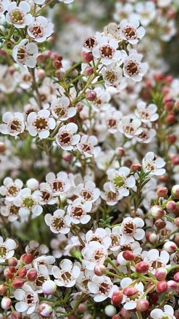 Wax flower plant with delicate blooms growing in a sunny garden

